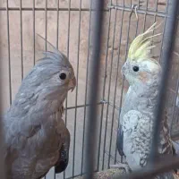 سلام یک جفت قناری سبز نر و