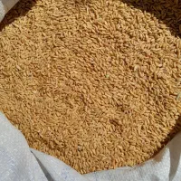 گندم دیم با کیفیت