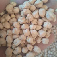 ۲ تن نخود بوجاری شده