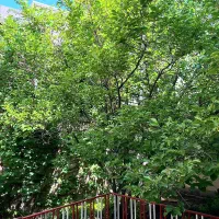 اجاره آپارتمان ویلایی مرکز شهر ۲۸۶ متر