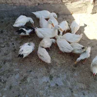 اردک تخم گذار