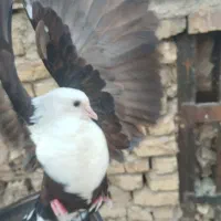 کربلایی سیاه مخمل سیاه کله سفید ماده