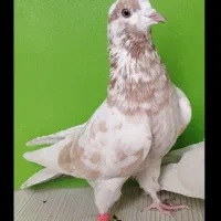 کبوتر پرشی اصیل  فروشی