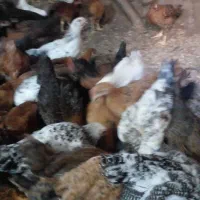 فروش تعدادی نیمچه گلپایگان