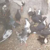 سلام کفتر جفتی