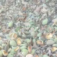 پوست بادام تقریبا خشک شده