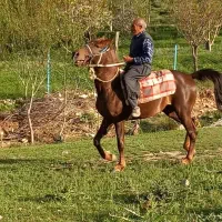 فروش اسب نژاد عرب