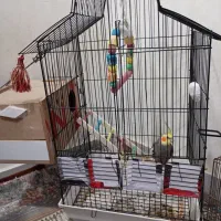 فروش عروس هلندی جوان و سرحال