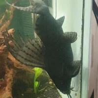 ماهی کف خوار