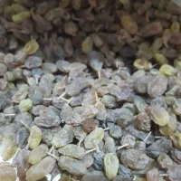 سایه خشک وآبغوره