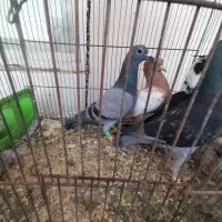 کفتر یا کبوتر گرفتنی
