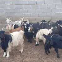۲۴ راس چپش،ماده،بز،میش بره