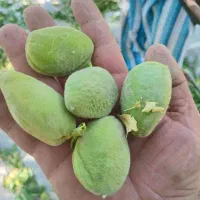 فروش بادام پوست نازک