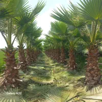 فروش درخت پالم واشنگتن