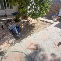مرغ جوجه بومی