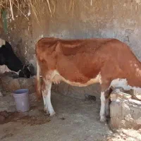 گاو شیری