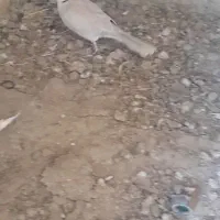 کبوتر|پرنده|زهک, |دیوار