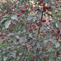 باغچه ۵۰۰متر زعفرانیه دولت اباد