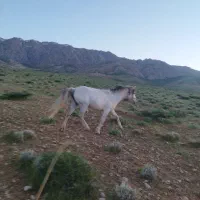اسب فروشی ترکمن