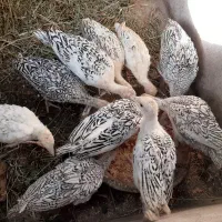 قوغاز نژاداصیل اوکراینی