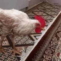 خروس
