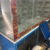 اکواریم|ماهی|برازجان, |دیوار