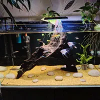 ماهی آکواریوم گیاه خوار زیرقیمت