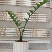 گل طبیعی
