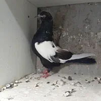 دوشی قره و سپه