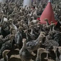 فروش نیمچه مرغ و بوقلمو 1تا ۳ماهه