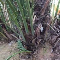 پاجوش حاج باقری