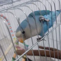 فروش طوطی برزیلی خاص