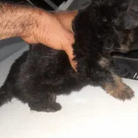 توله ژرمن