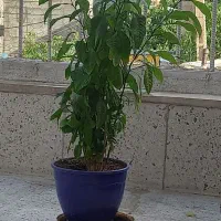 گل طبیعی نارنج