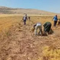 نیازمند کارگر نخود چینی