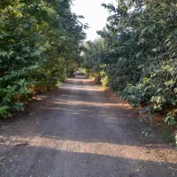 باغ-اختصاصی-محصور