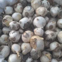 موسیر کوهی همدان درجه یک