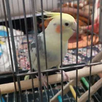 یک جفت عروس هلندی نر و ماده به همراه تخم وقفس بزرگ