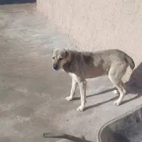 سگ گم شده اگه کسی دیده تماس بگیربن