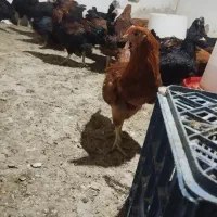 جوجه نزدیک  به تخم و خروس