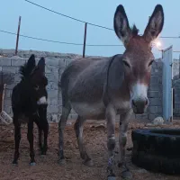 فروش الاغ