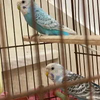 یه جفت عروس هلندی و یه جفت مرغ عشق