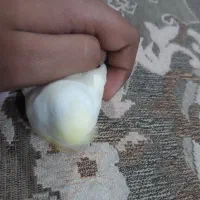 جوجه مرغ عشق رینبو