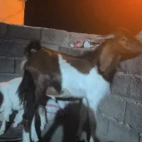 بره و بز نر