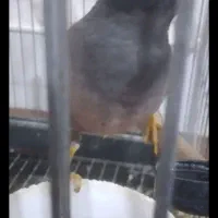 مرغ مینا نر افغان سخنگو
