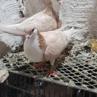 کراباتی نرو ماده