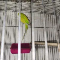 جفت مرغ عشق