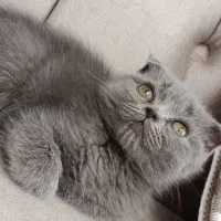 گربه سکاتیش