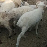 6 عدد بره نر برای پلوار