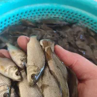 ماهی carp|ماهی|سنندج, |دیوار